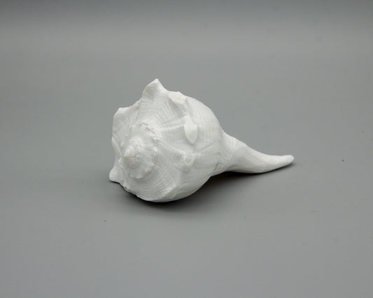 Muschelschale für Opfergaben II