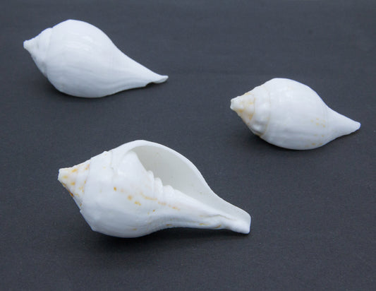 Muschelschale für Opfergaben